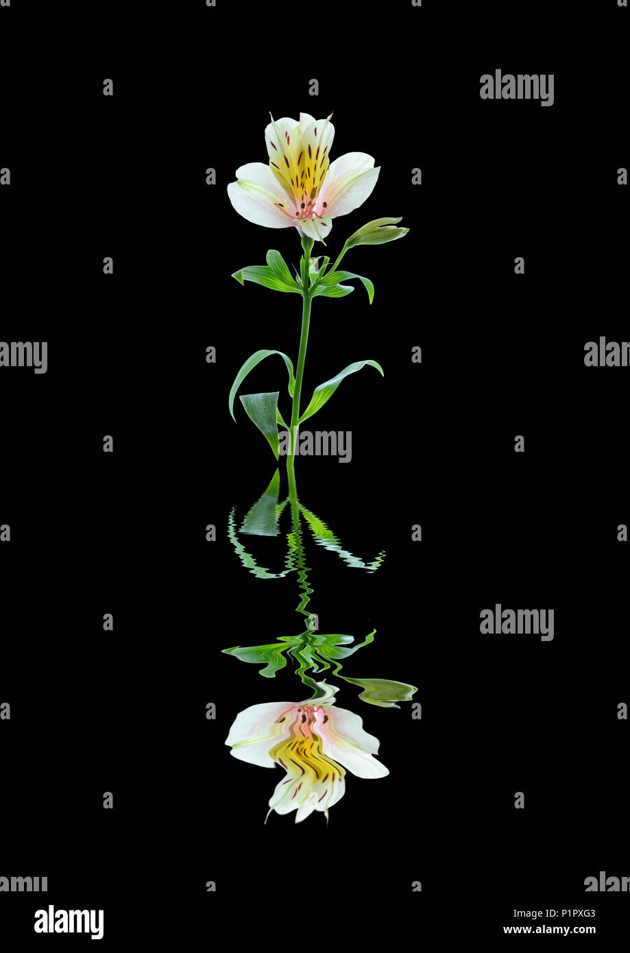 Immagine di un fiore Alstroemeria riflessa nell'acqua Foto Stock