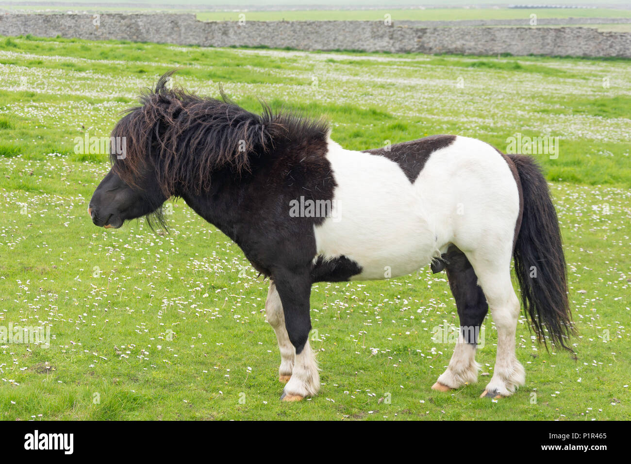 Maschio pony Shetland in campo, Shetland, isole del Nord, Scozia, Regno Unito Foto Stock