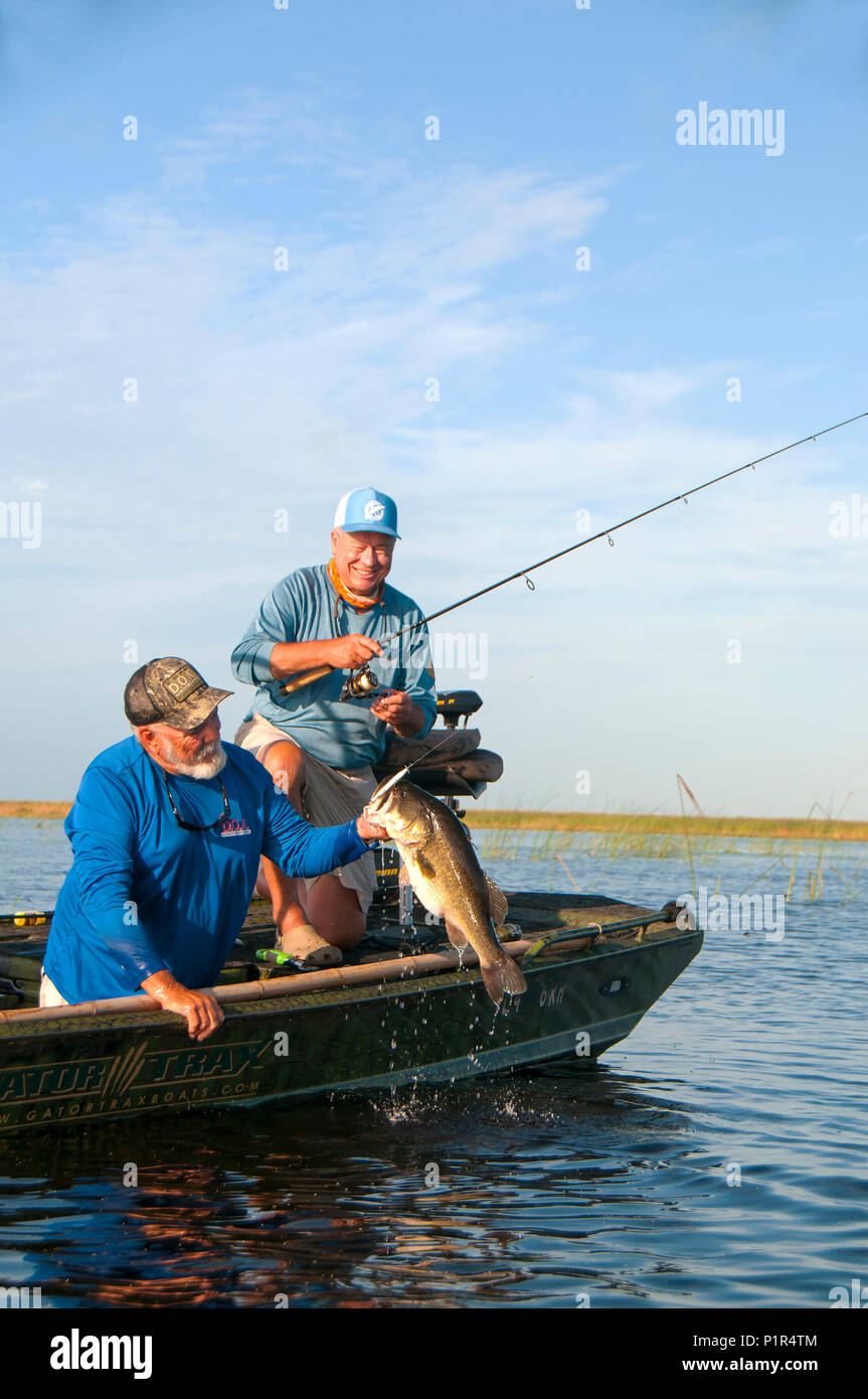 Il lago Okeechobee è uno dei top largemouth bass laghi negli Stati Uniti Molti giganti nuotare in acque poco profonde con una fitta vegetazione. Foto Stock