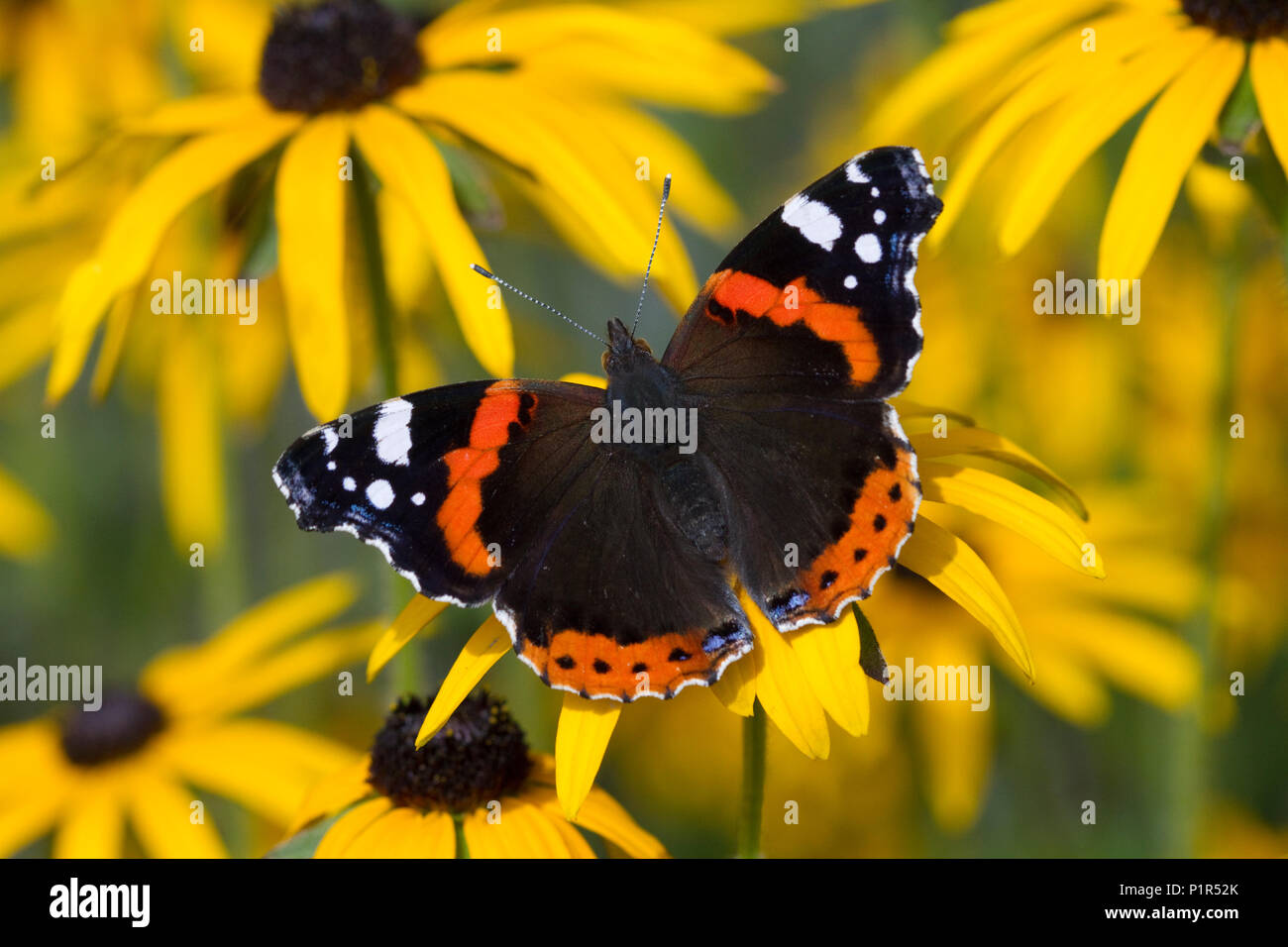 RED ADMIRAL BUTTERFLY (Vanessa Atalanta) nel giardino alimentazione su black-eyed Susan fiore (Rudbeckia hirta), West Sussex, Regno Unito. Settembre Foto Stock