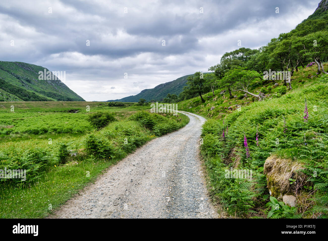 Questa è una strada sterrata che si snoda attraverso una lussureggiante valle verde. La foto è stata prendere nel castello e parco nazionale di Glenveagh in Donegal Irlanda Foto Stock