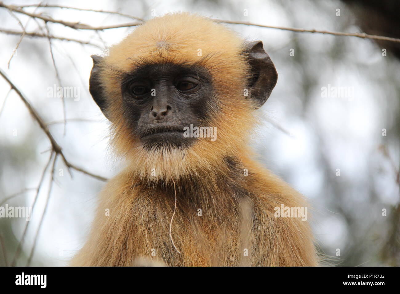 Il volto triste e il pensiero di scimmia grave in Manali, India Foto Stock