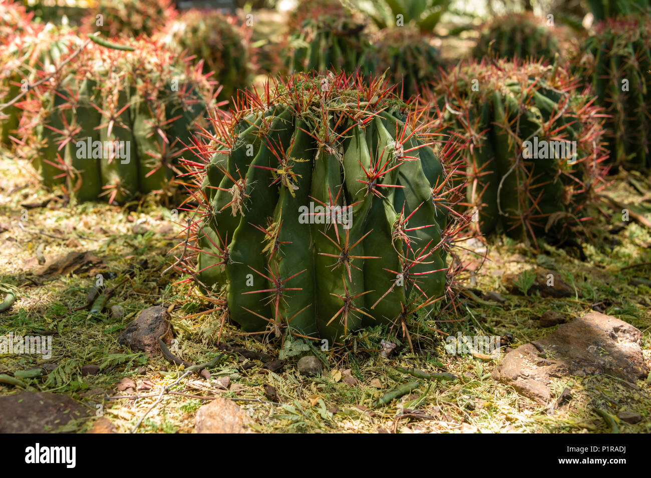 Mexican Fire Barrel Cactus Foto Stock