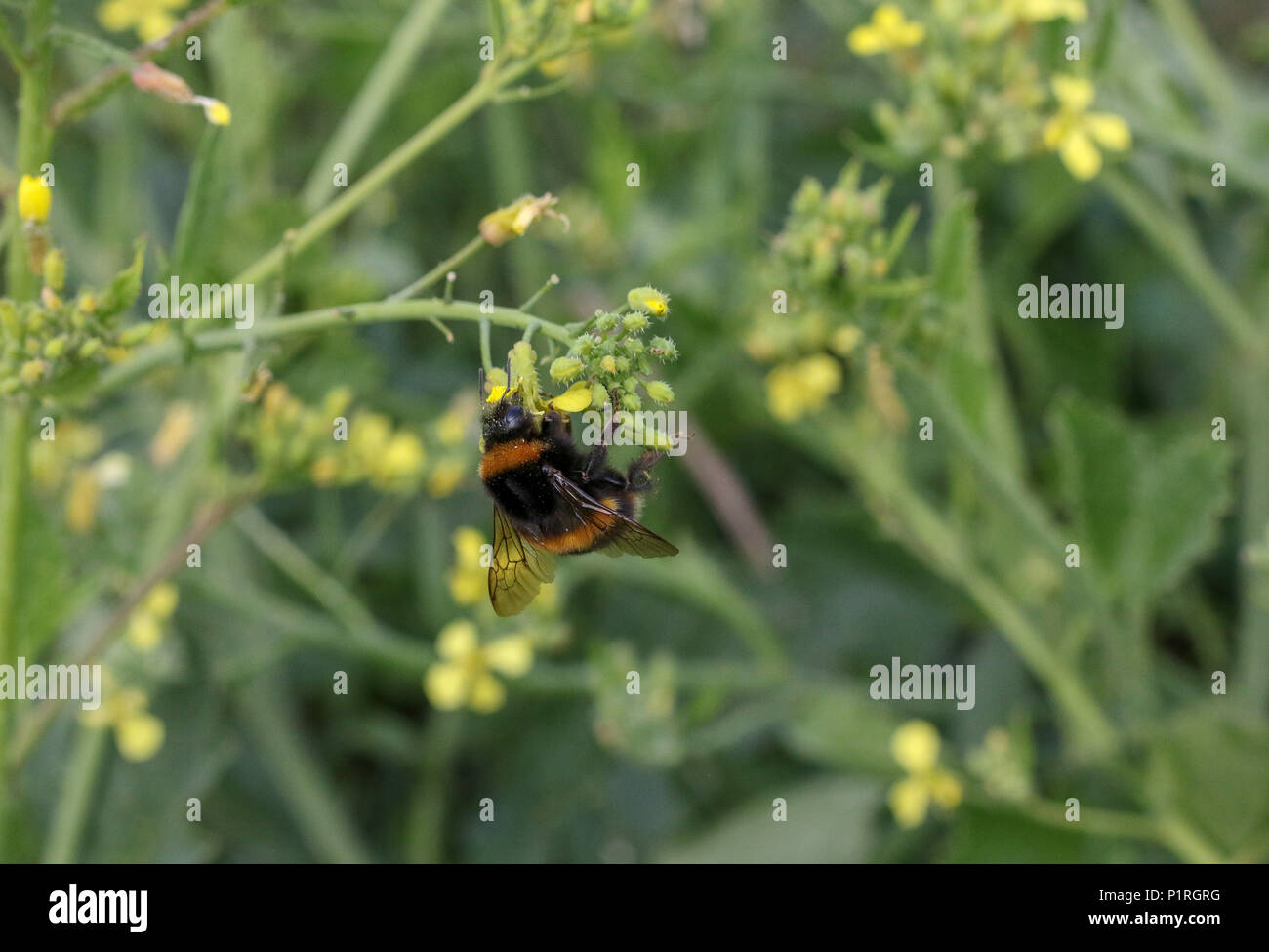 Una regina buff-tailed bumblebee per raccogliere il polline dal mare il ravanello lungo la costa. Foto Stock