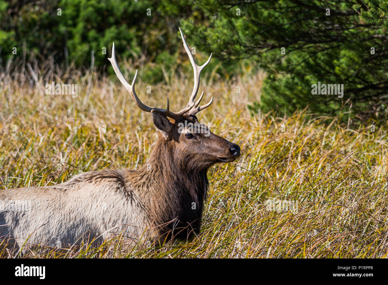 Un torello Roosevelt Elk (Cervus canadensis roosevelti) visite una palude salata; Hammond, Oregon, Stati Uniti d'America Foto Stock