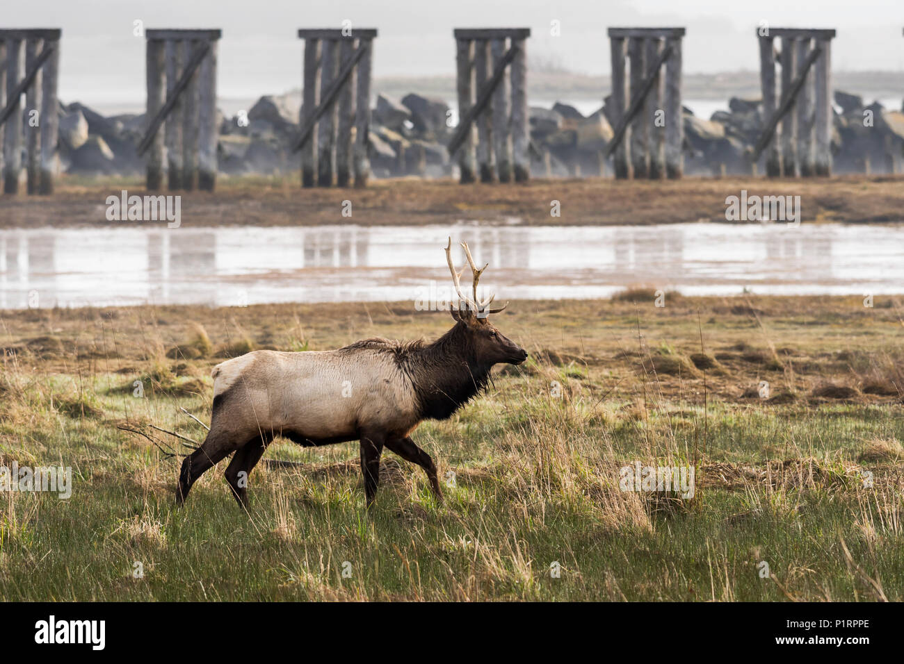 Un torello Roosevelt Elk (Cervus canadensis roosevelti) visite traliccio Bay; Hammond, Oregon, Stati Uniti d'America Foto Stock