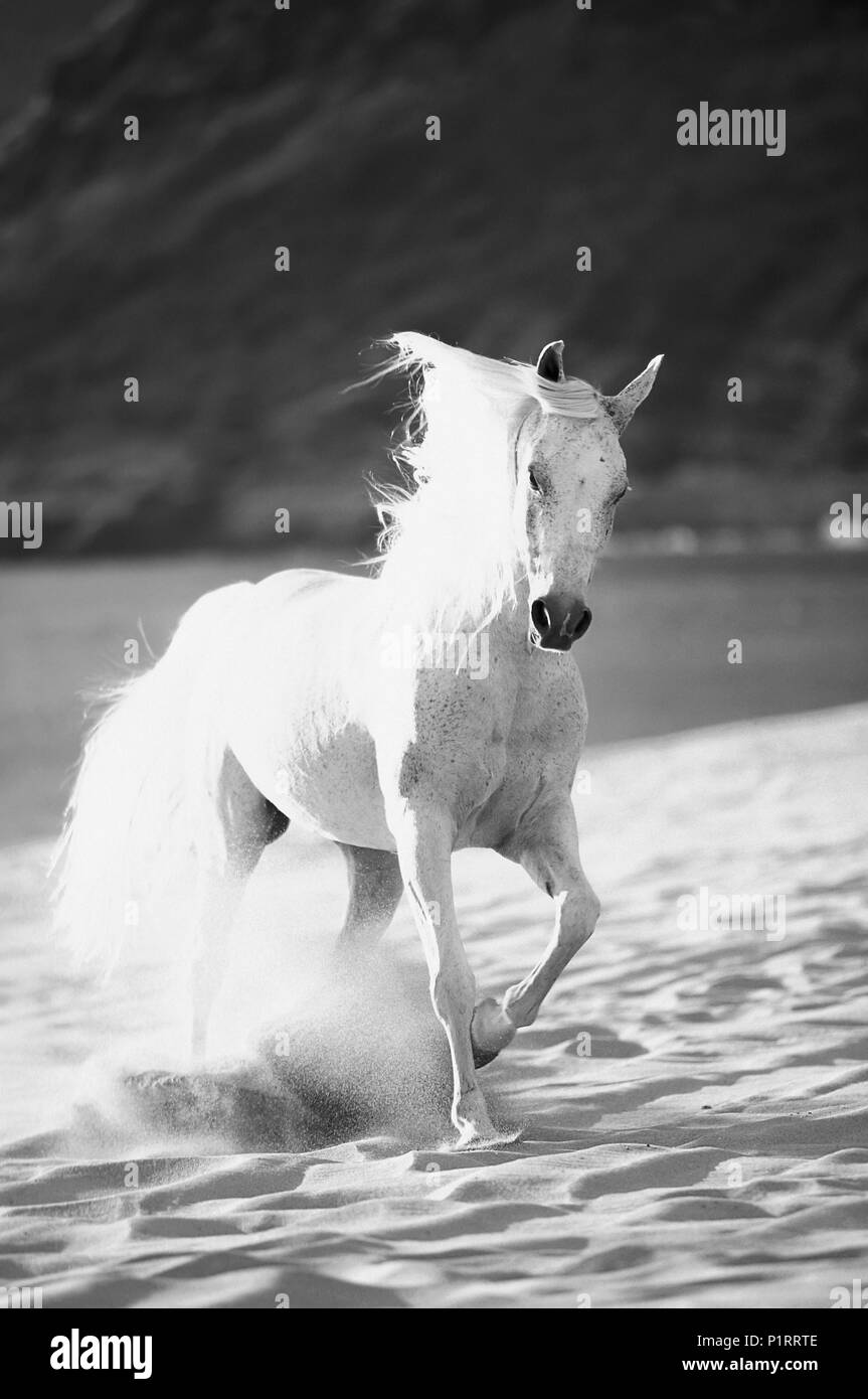Immagine in bianco e nero di un cavallo bianco in esecuzione sulla spiaggia; Hawaii, Stati Uniti d'America Foto Stock