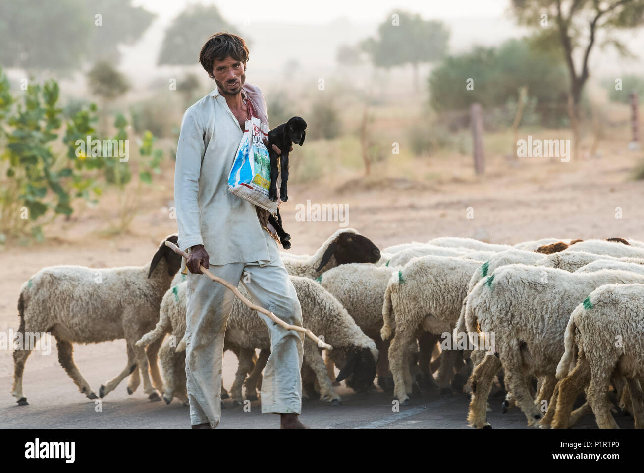 Cerco Lavoro Come Pastore Di Pecore Pastore Con Il Gregge Di Pecore Immagini e Fotos Stock - Alamy