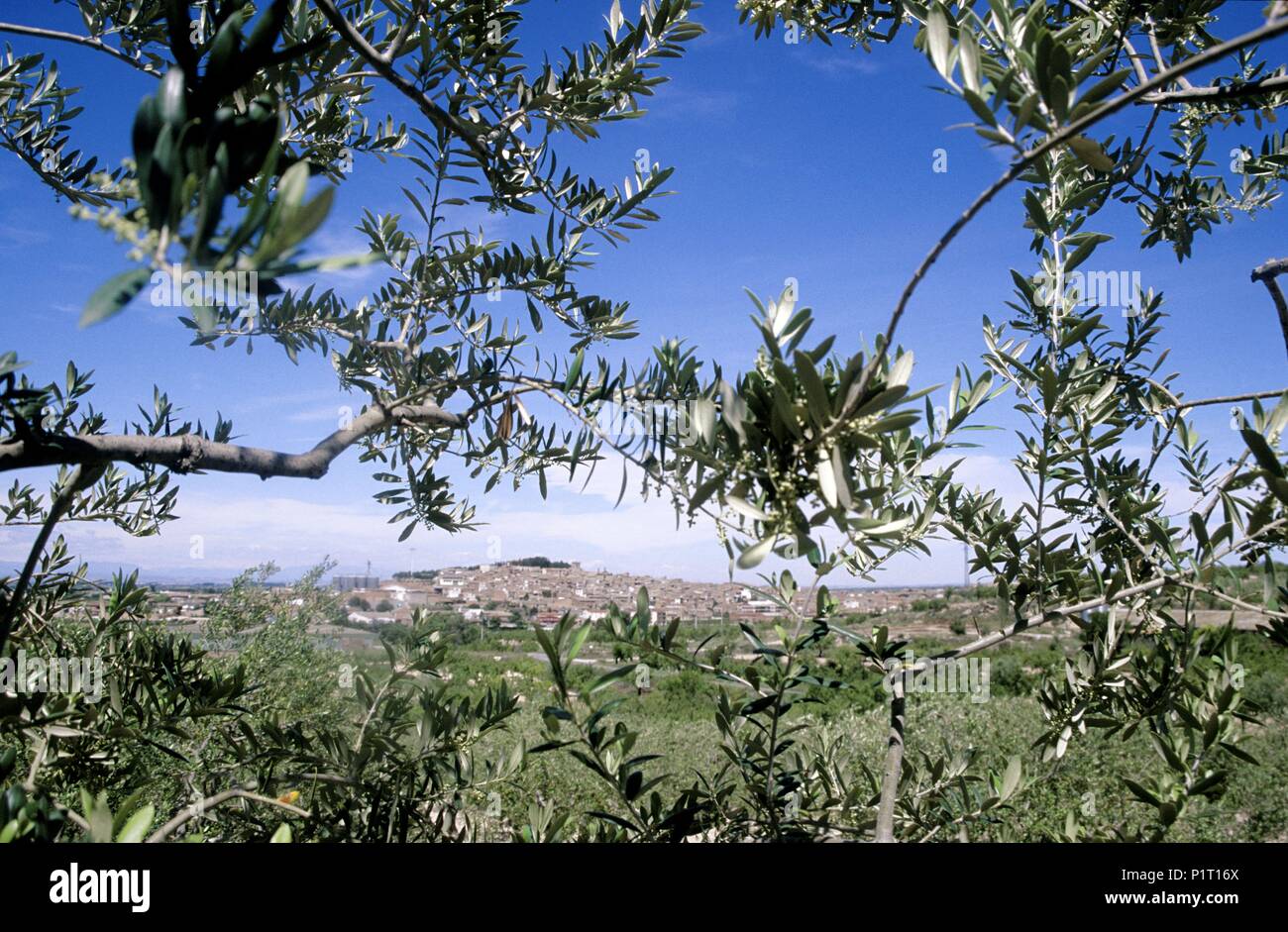 Garrigues: La Arbeca, 'arbequinas" (special olive) alberi di olivo e il villaggio (Les Garrigues regione). Foto Stock