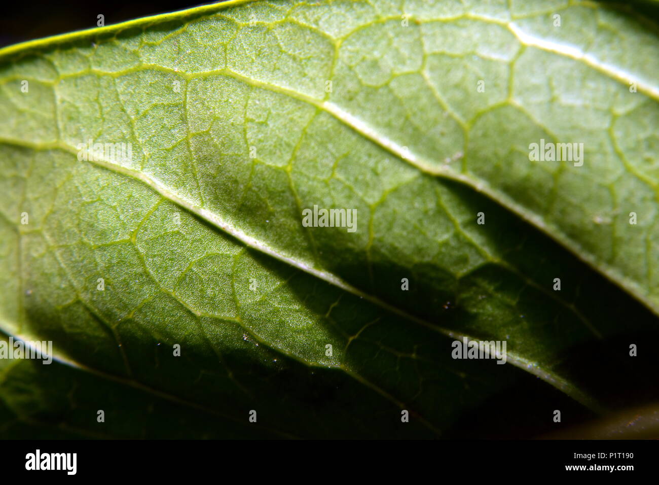 Macro foglia verde. Foto Stock