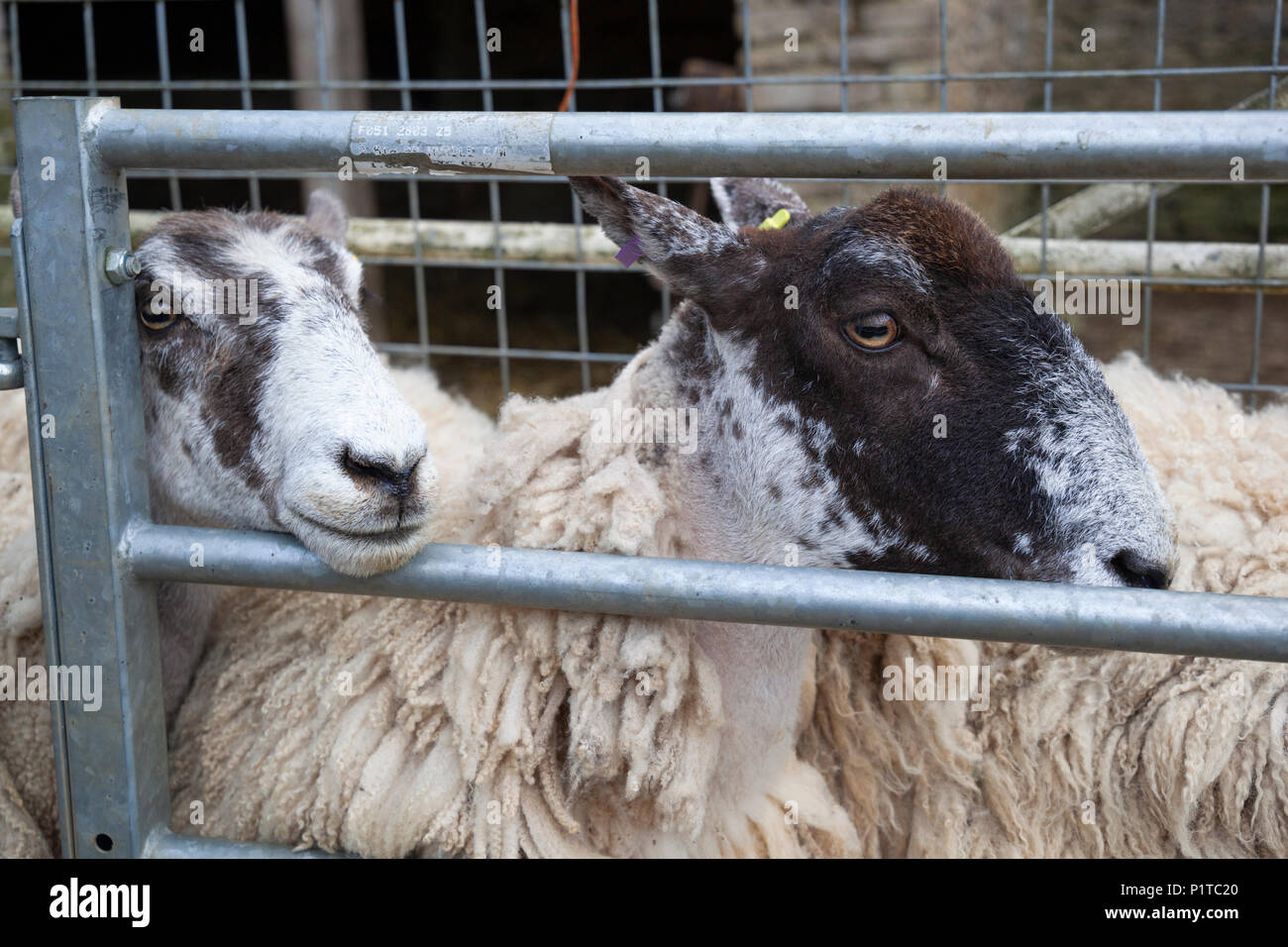 Il paese del nord mulo pecore nel cortile in attesa di essere tranciato, Stow-su-il-Wold, Cotswolds, Gloucestershire, England, Regno Unito, Europa Foto Stock