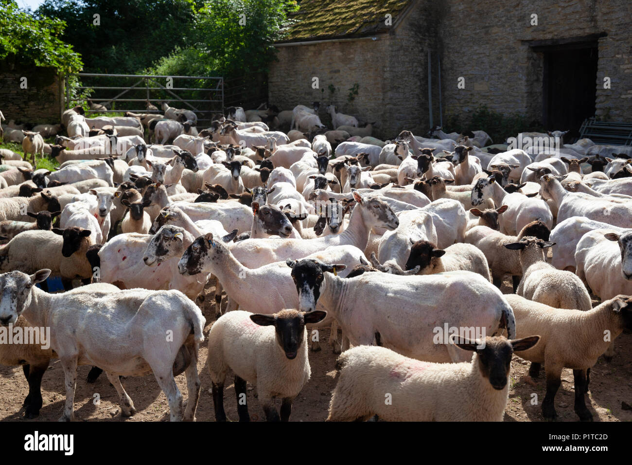 Gregge di North Country mulo pecore nel cortile dopo essere stata tagliata, Stow-su-il-Wold, Cotswolds, Gloucestershire, England, Regno Unito, Europa Foto Stock