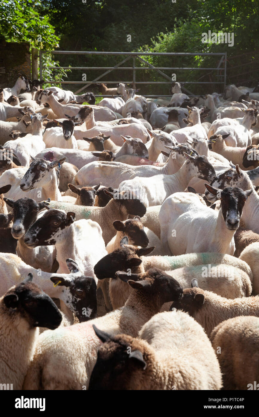 Gregge di North Country mulo pecore nel cortile dopo essere stata tagliata, Stow-su-il-Wold, Cotswolds, Gloucestershire, England, Regno Unito, Europa Foto Stock