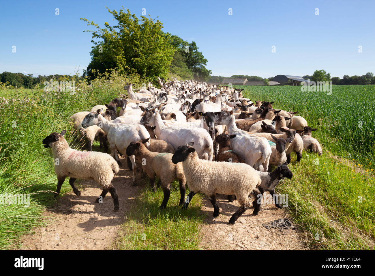Gregge di North Country mulo pecore essendo herded torna al pascolo dopo essere stata tagliata, Stow-su-il-Wold, Cotswolds, Gloucestershire, England, Regno Unito Foto Stock