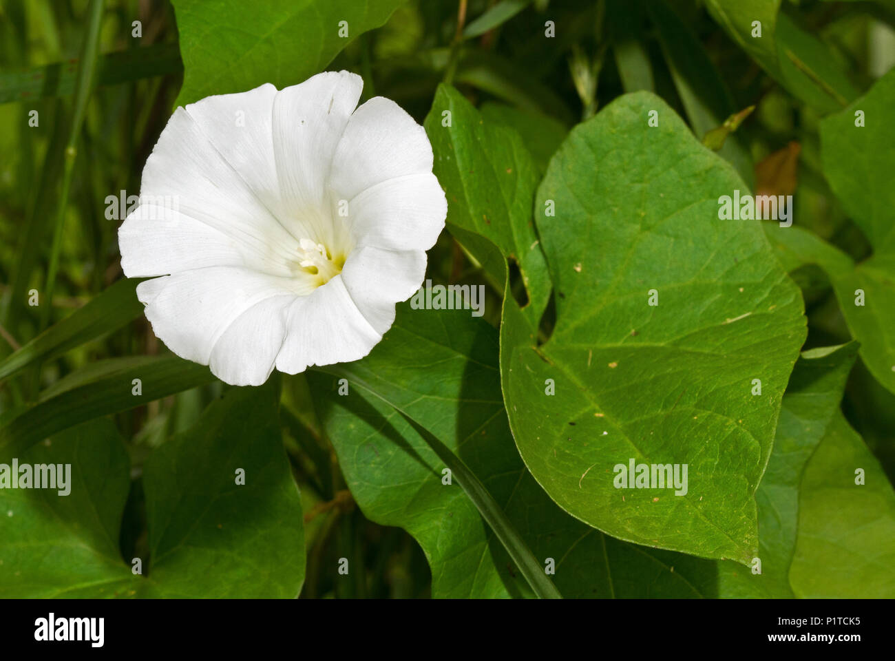 Fiori e foglie di Hedge centinodia, noto anche come Rutland bellezza Foto Stock