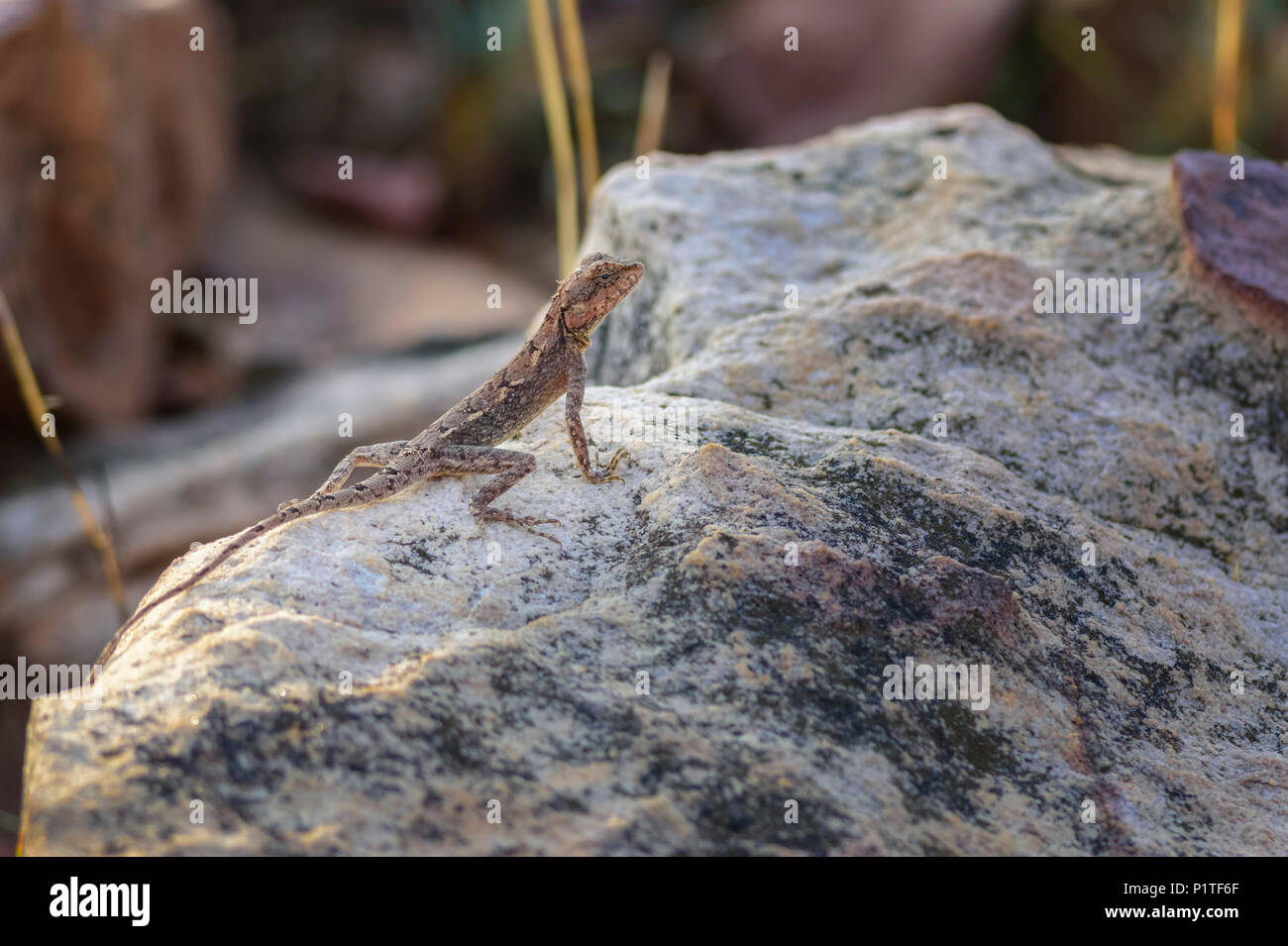 Una roccia della penisola di Lizard AGAMA SA, Psammophilus dorsalis, su di una roccia Foto Stock