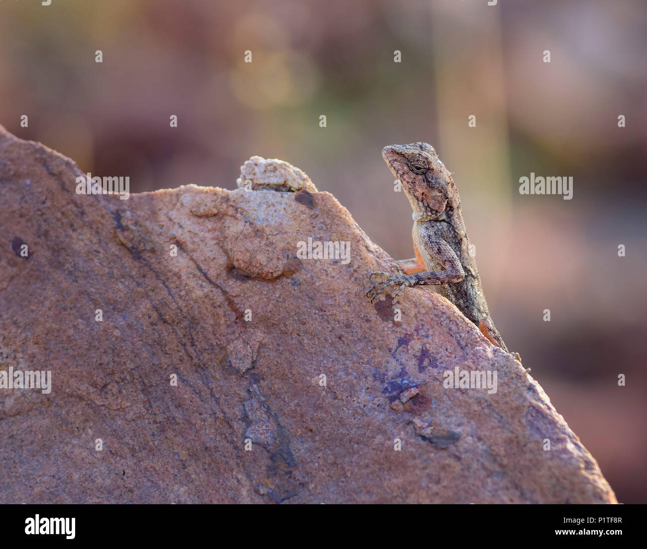 Una roccia della penisola di Lizard AGAMA SA, Psammophilus dorsalis, su di una roccia Foto Stock
