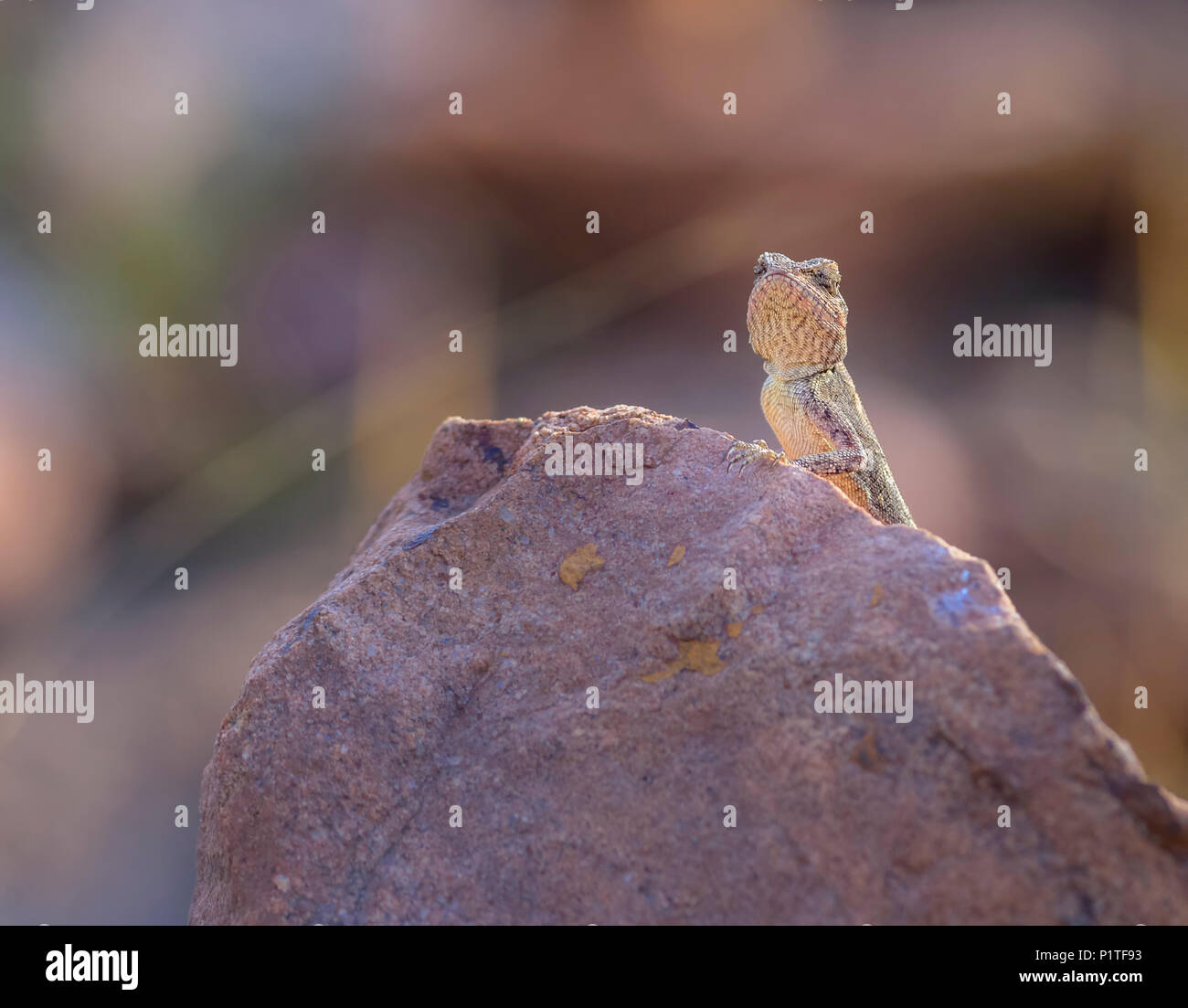 Una roccia della penisola di Lizard AGAMA SA, Psammophilus dorsalis, su di una roccia Foto Stock