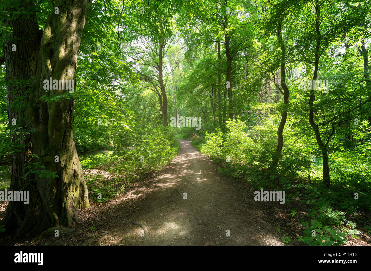 Magico percorso di foresta Foto Stock