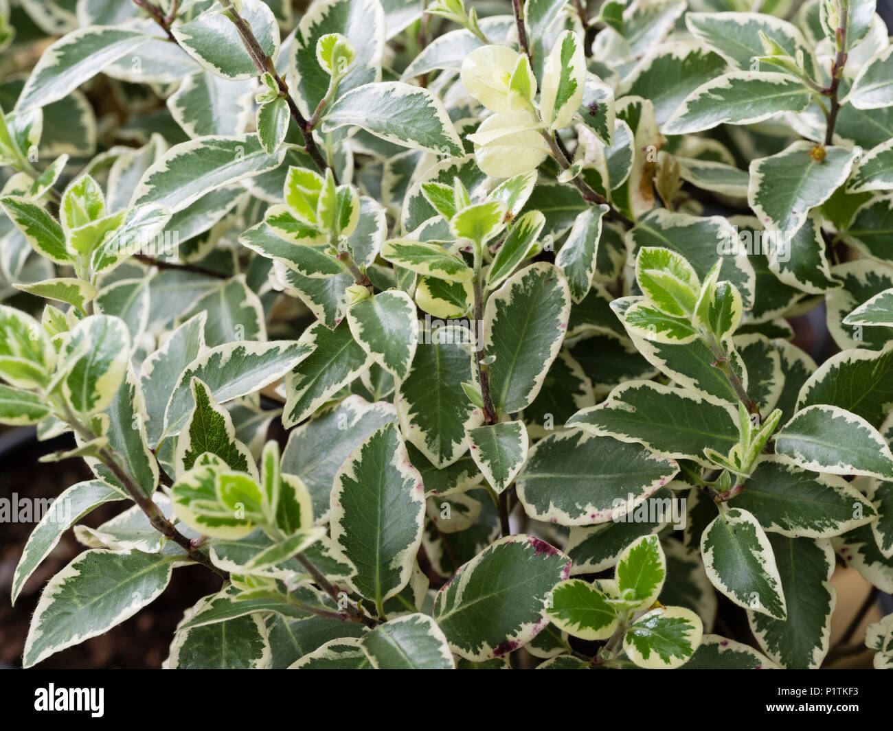 Bianco refilato variegatura di hardy evergreen Nuova Zelanda arbusto, Pittosporum tenuifolium Garnettii "" Foto Stock