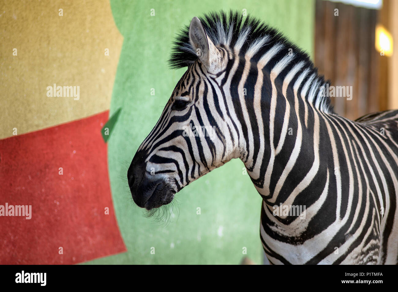 Zebra vicino alla parete colorata in zoo Foto Stock