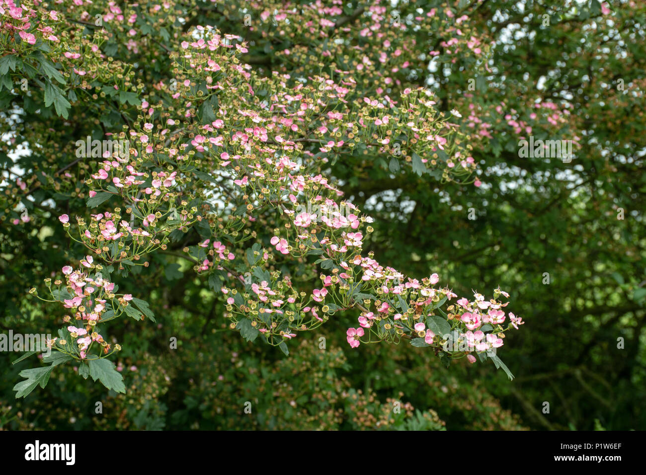 Fiore rosa sul grande albero in tipico inglese siepe Foto Stock