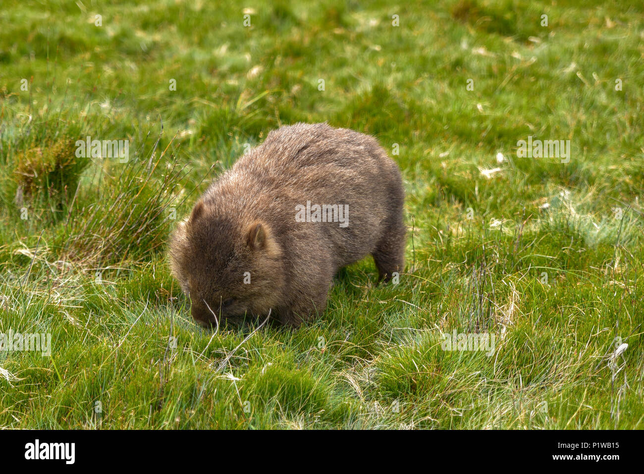 Un selvaggio wombat in Cradle Mountain-Lake St Clair National Park, la Tasmania, Australia Foto Stock