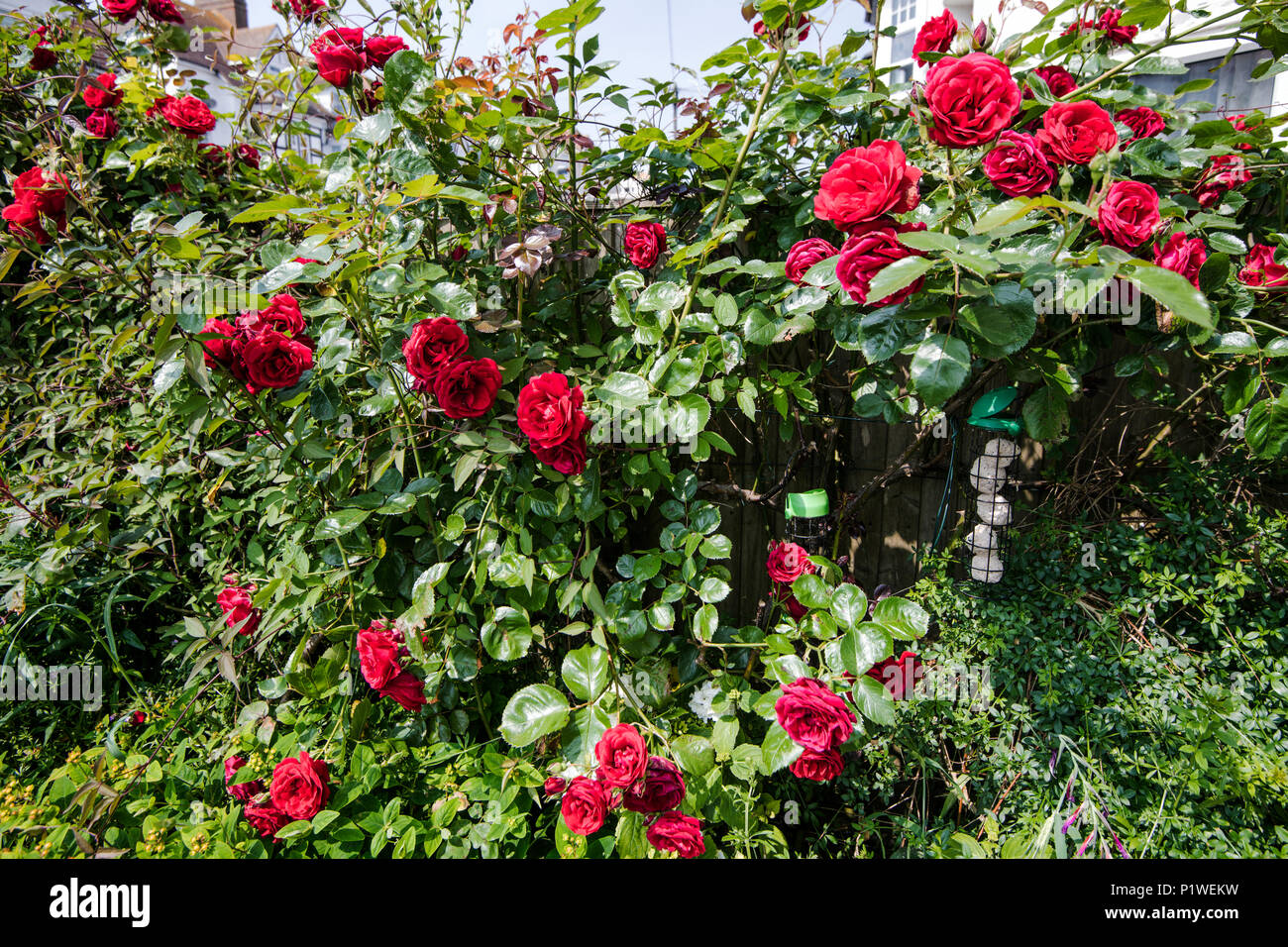 Un bellissimo display di rose rosse in un paese giardino Foto Stock