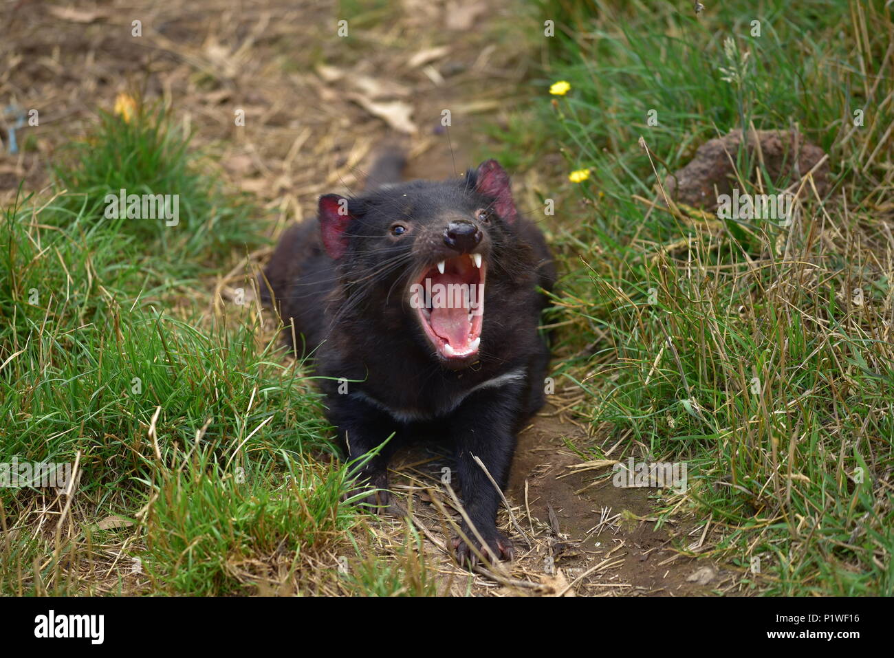 Diavolo della Tasmania nel parco di conservazione in Tasmania, Australia Foto Stock