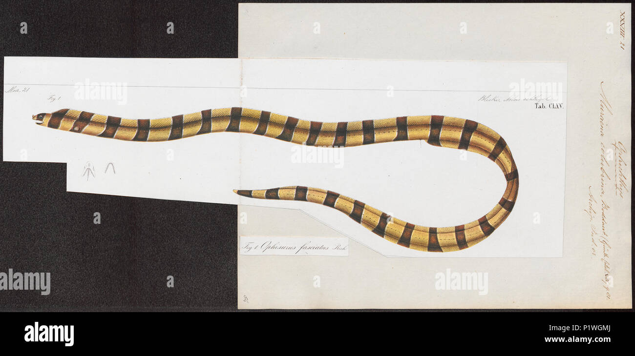 . Ophichthys colubrinus . 1864 211 Ophichthys colubrinus - 1864 - Stampa - Iconographia Zoologica - Collezioni Speciali Università di Amsterdam - UBA01 IZ15200112 Foto Stock