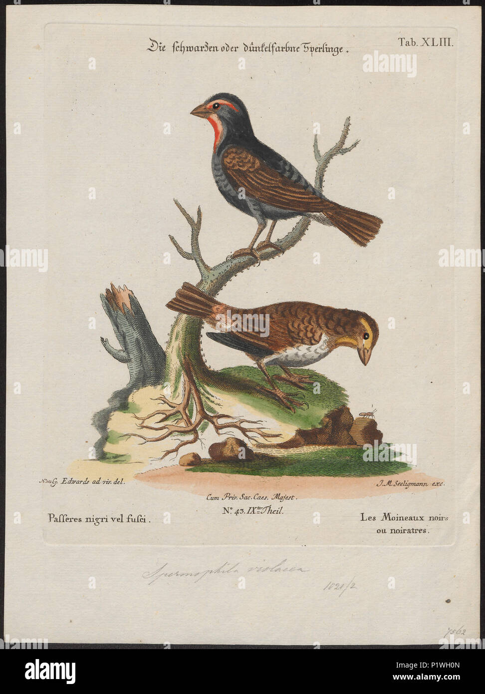 . Goniophea violacea . tra il 1700 e il 1880 141 Goniophea violacea - 1700-1880 - Stampa - Iconographia Zoologica - Collezioni Speciali Università di Amsterdam - UBA01 IZ16000155 Foto Stock