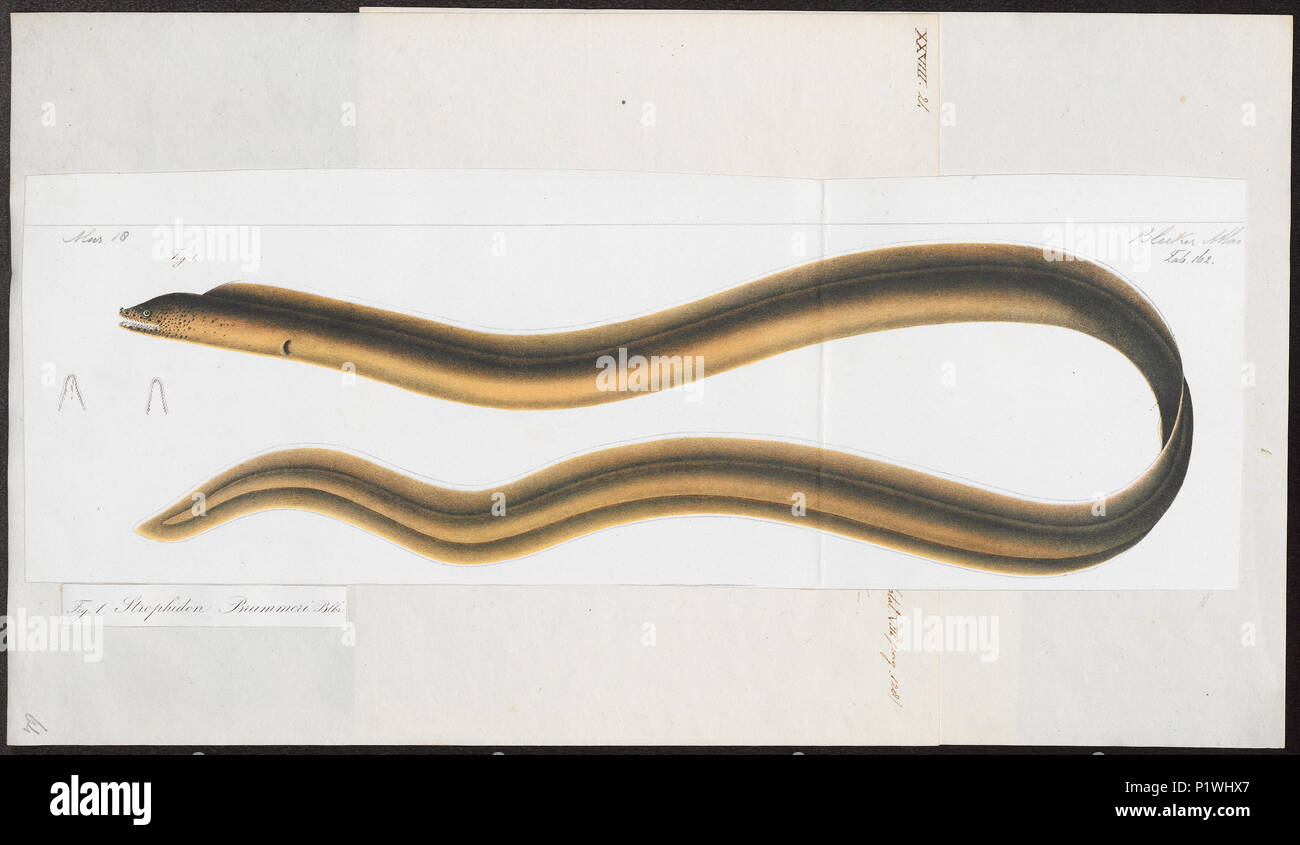 196 Muraena brummeri - 1864 - Stampa - Iconographia Zoologica - Collezioni Speciali Università di Amsterdam - UBA01 IZ15300150 Foto Stock
