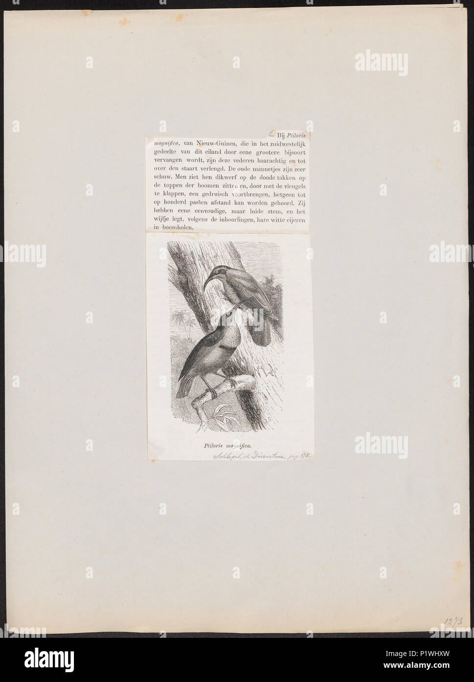 273 Ptilornis magnifico - 1872 - Stampa - Iconographia Zoologica - Collezioni Speciali Università di Amsterdam - UBA01 IZ16100051 Foto Stock