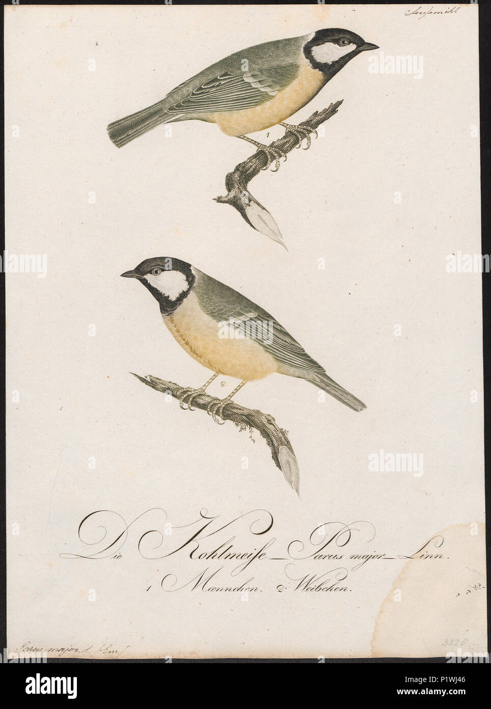 . Parus major . tra 1800 e 1812 217 Parus major - 1800-1812 - Stampa - Iconographia Zoologica - Collezioni Speciali Università di Amsterdam - UBA01 IZ16100105 Foto Stock