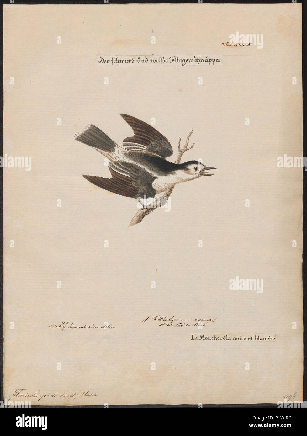. Fluvicola picta . tra il 1700 e il 1880 125 Fluvicola picta - 1700-1880 - Stampa - Iconographia Zoologica - Collezioni Speciali Università di Amsterdam - UBA01 IZ16500219 Foto Stock