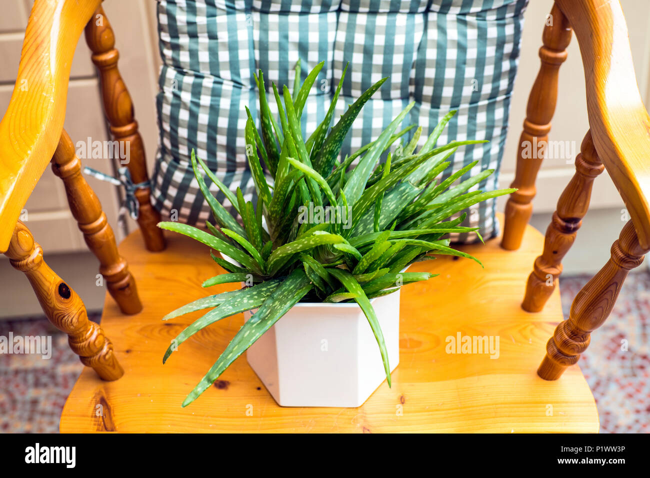 Una pentola di Aloe Vera su una sedia in un giardino Veranda Foto Stock