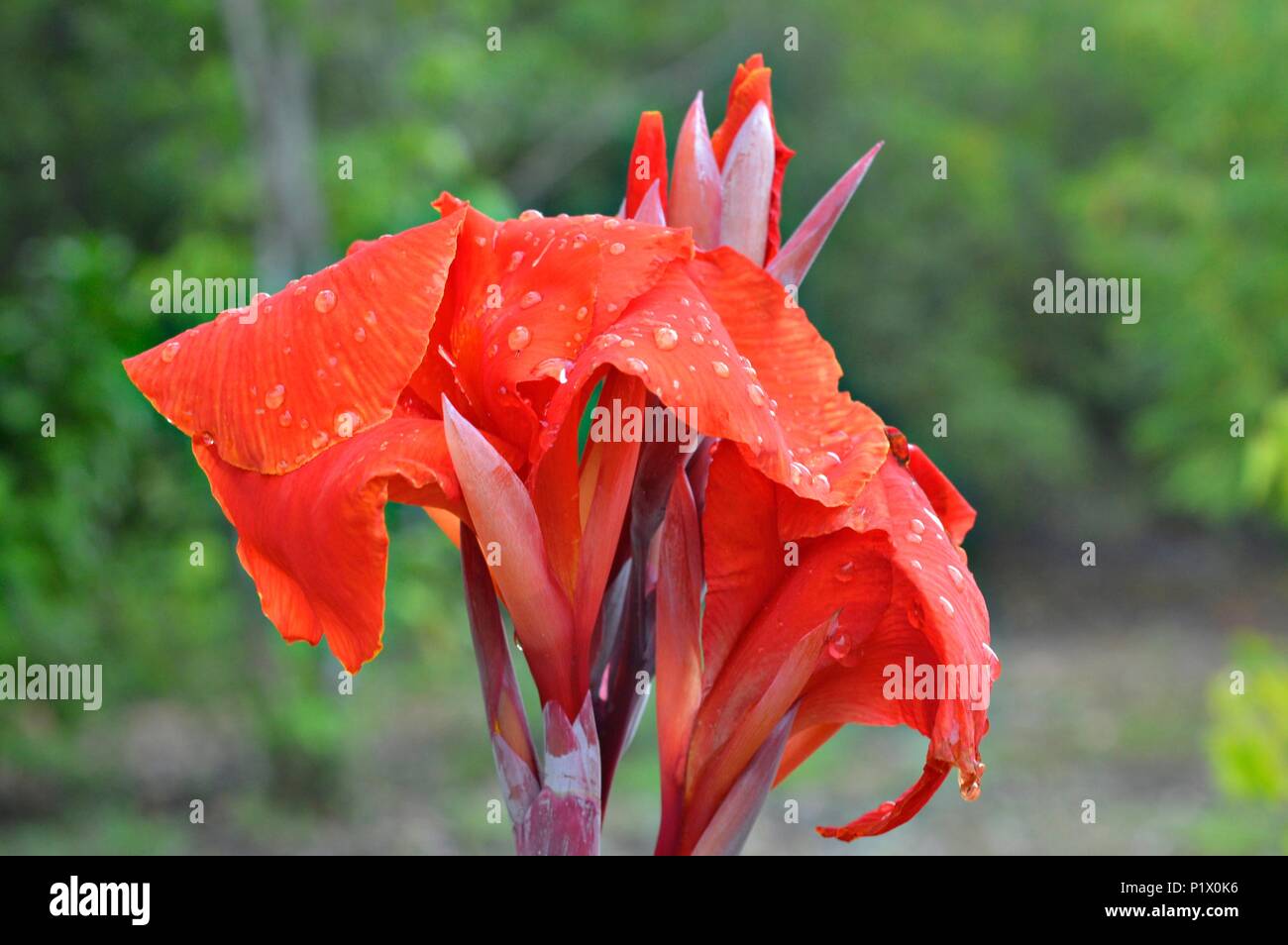 Fiore rosso dopo la pioggia Foto Stock