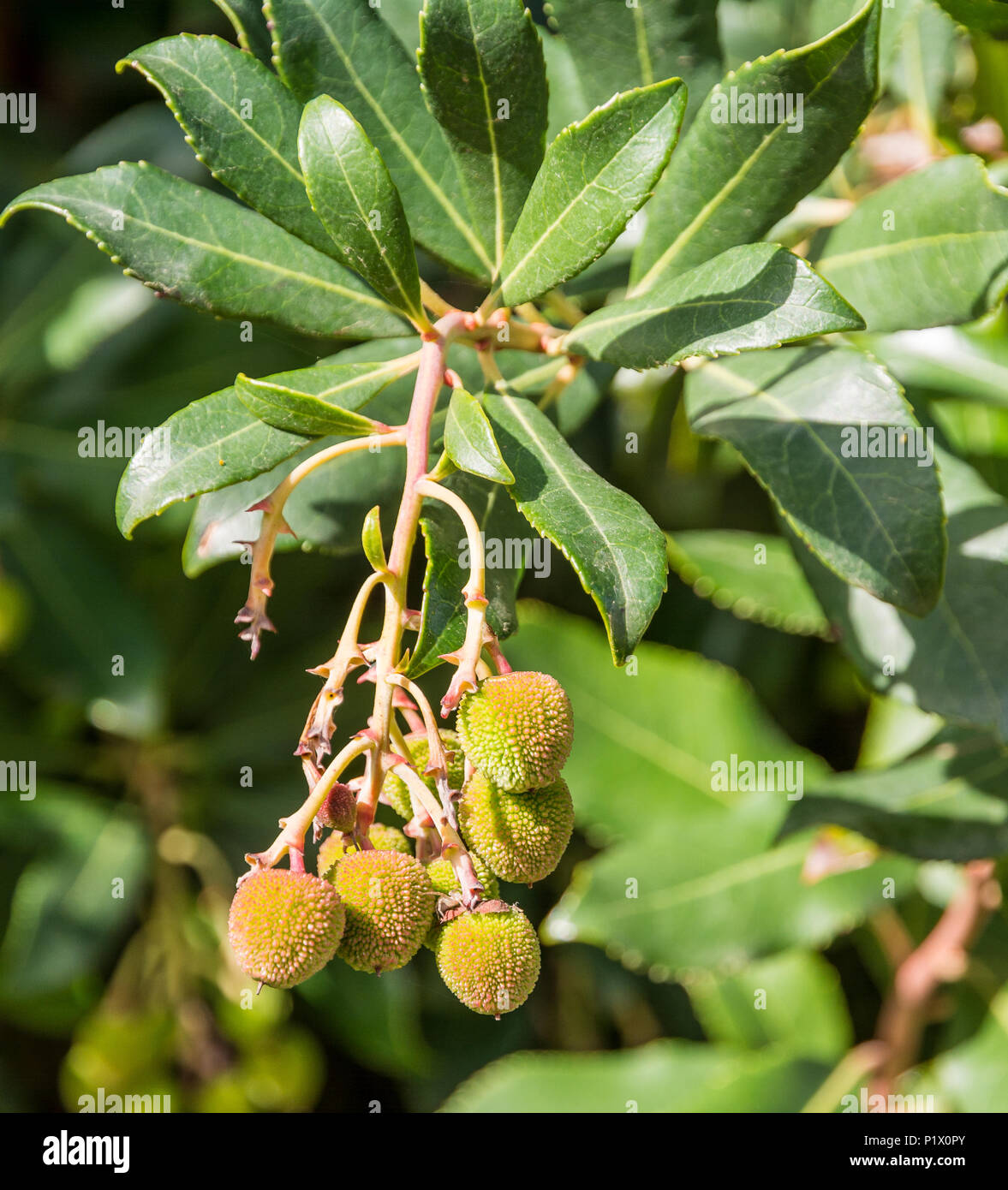 Arbutus unedo frutto ( Ericaceae). Fragole Foto Stock
