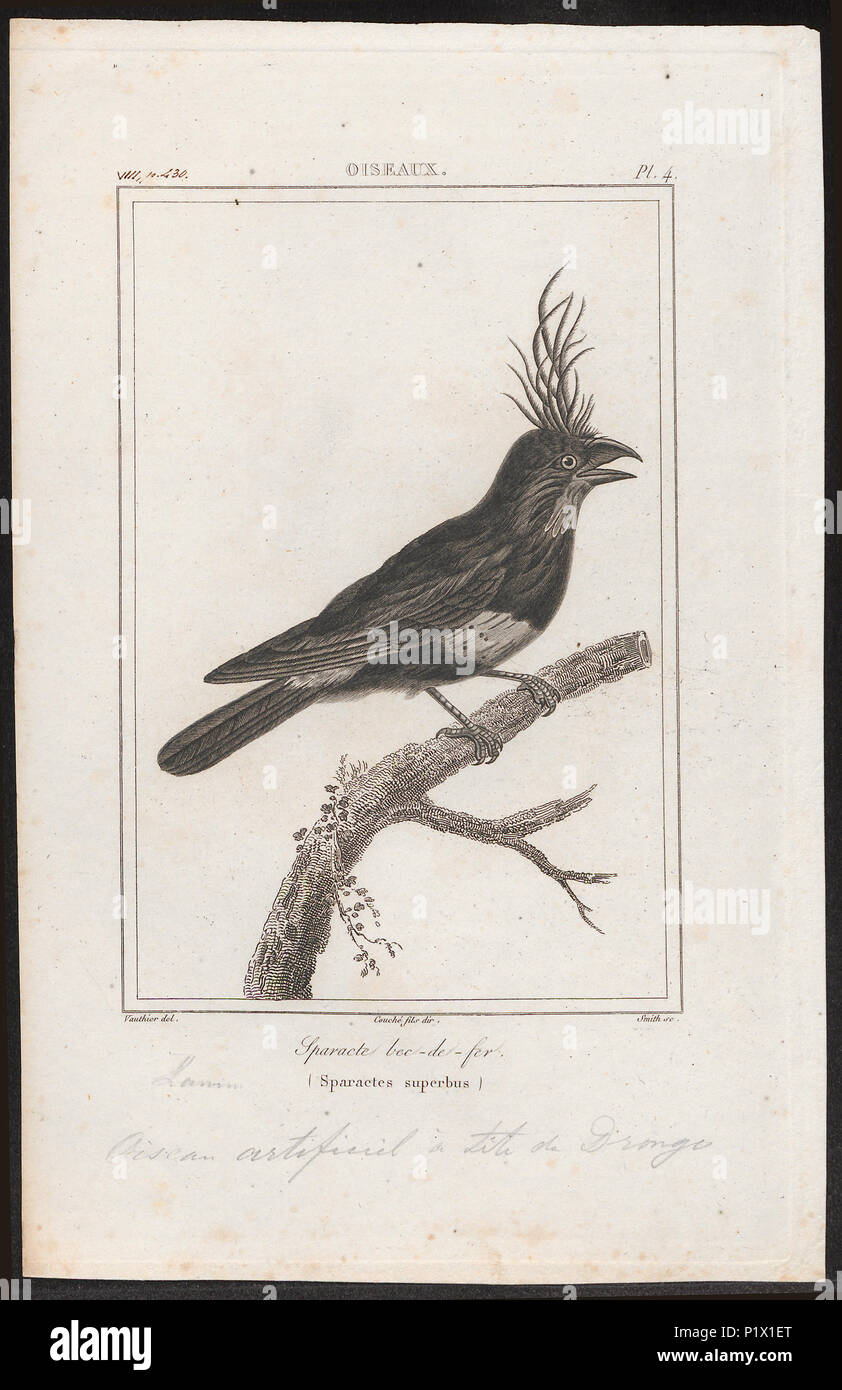 . Sparactes superbus - vervalsing . 1838 294 Sparactes superbus - vervalsing - 1838 - Stampa - Iconographia Zoologica - Collezioni Speciali Università di Amsterdam - UBA01 IZ16400101 Foto Stock