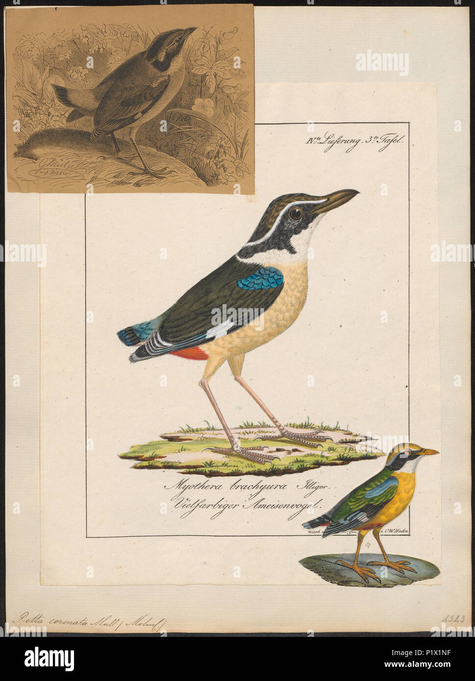 . Pitta coronata . tra il 1700 e il 1880 226 Pitta coronata - 1700-1880 - Stampa - Iconographia Zoologica - Collezioni Speciali Università di Amsterdam - UBA01 IZ16400247 Foto Stock