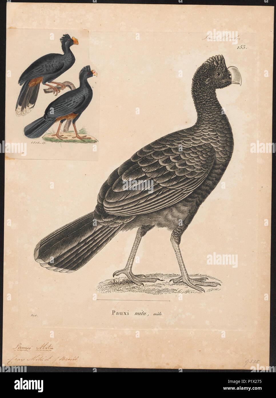 . Pauxi mitu . tra il 1700 e il 1880 218 Pauxi mitu - 1700-1880 - Stampa - Iconographia Zoologica - Collezioni Speciali Università di Amsterdam - UBA01 IZ16900091 Foto Stock