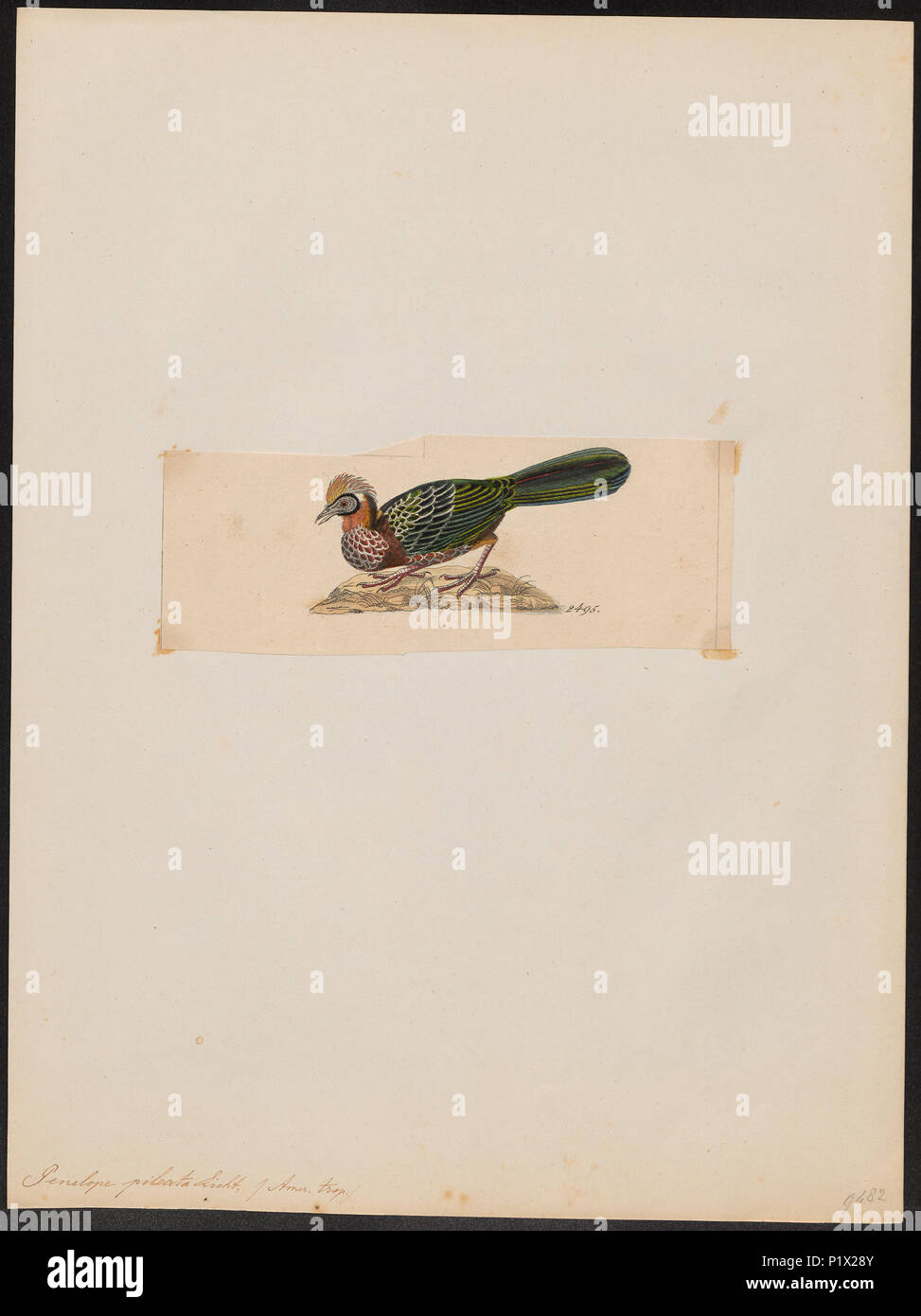 . Penelope pileata . tra il 1820 e il 1860 220 Penelope pileata - 1820-1860 - Stampa - Iconographia Zoologica - Collezioni Speciali Università di Amsterdam - UBA01 IZ16900125 Foto Stock
