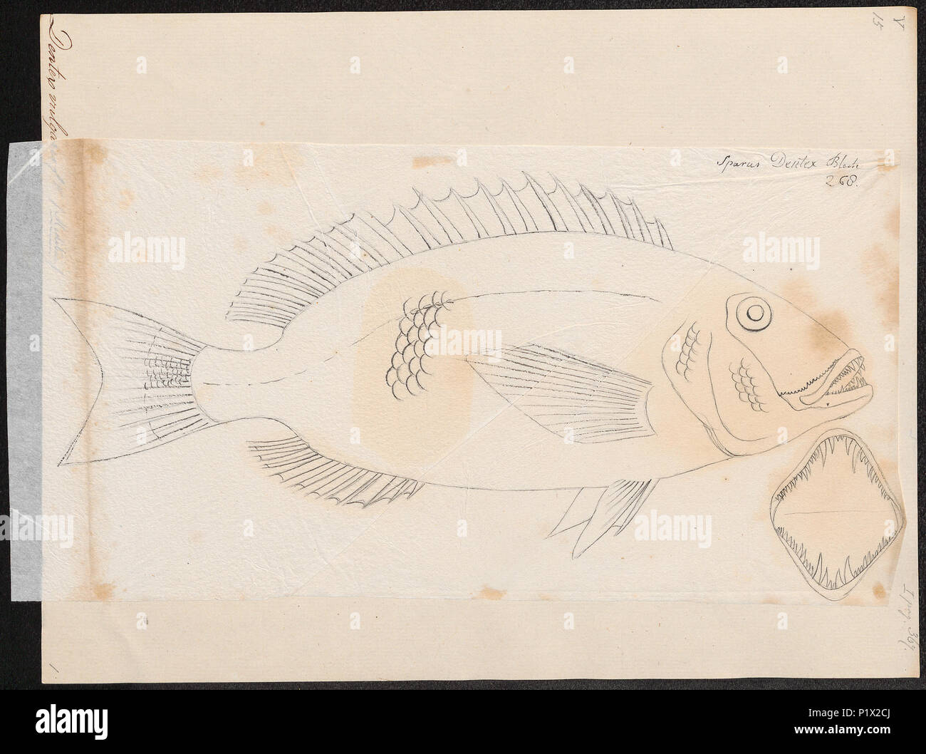. Dentex dentex syn. D. vulgaris . tra il 1774 e il 1804 80 Dentex vulgaris - 1774-1804 - Stampa - Iconographia Zoologica - Collezioni Speciali Università di Amsterdam - UBA01 IZ13000238 Foto Stock