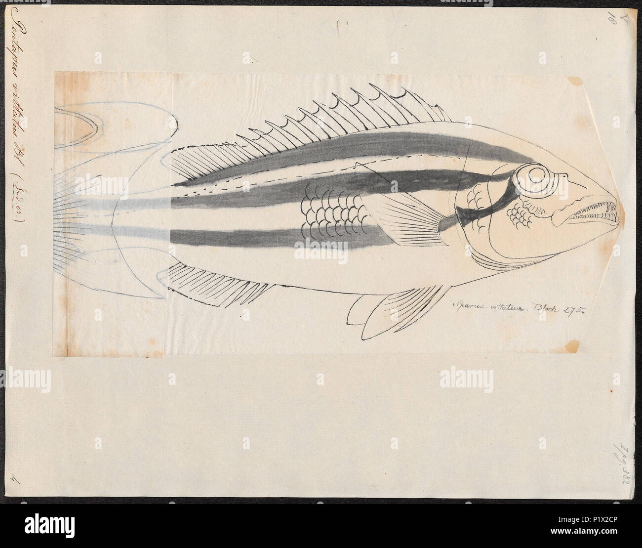 . Pentapus vittatus 220 Pentapus vittatus - - Stampa - Iconographia Zoologica - Collezioni Speciali Università di Amsterdam - UBA01 IZ13000267 Foto Stock