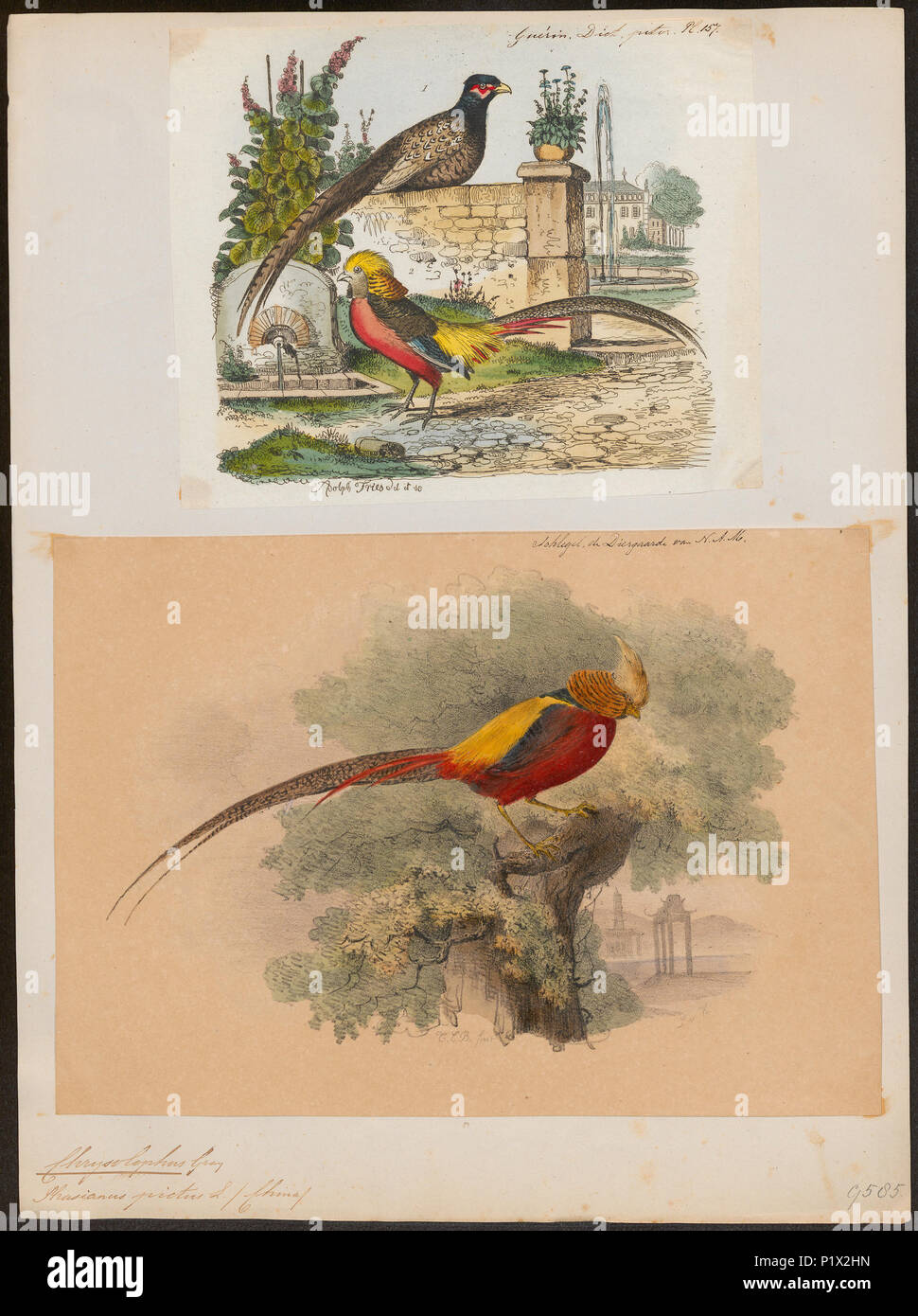 . Chrysolophus pictus 61 Chrysolophus pictus - - Stampa - Iconographia Zoologica - Collezioni Speciali Università di Amsterdam - UBA01 IZ16900250 Foto Stock