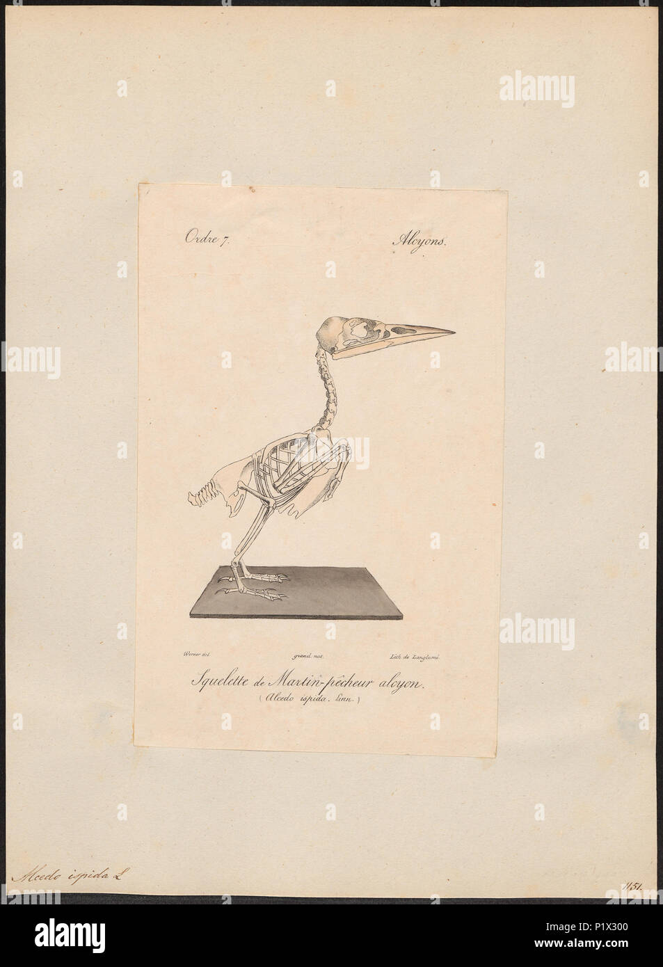 14 Alcedo ispida - skelet - 1842-1848 - Stampa - Iconographia Zoologica - Collezioni Speciali Università di Amsterdam - UBA01 IZ16800195 Foto Stock