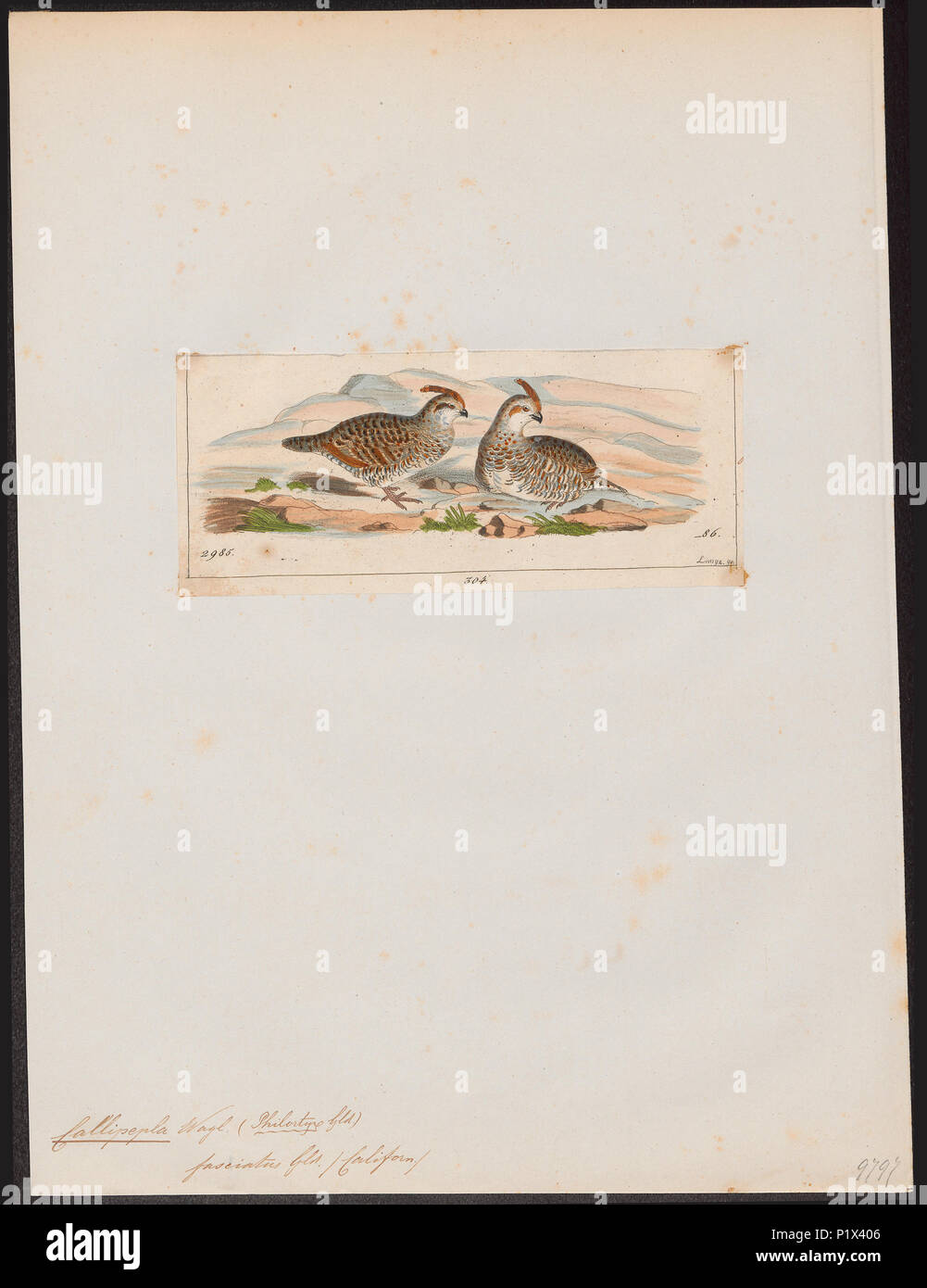 . Callipepla fasciatus . tra il 1820 e il 1863 47 Callipepla fasciatus - 1820-1863 - Stampa - Iconographia Zoologica - Collezioni Speciali Università di Amsterdam - UBA01 IZ17100255 Foto Stock