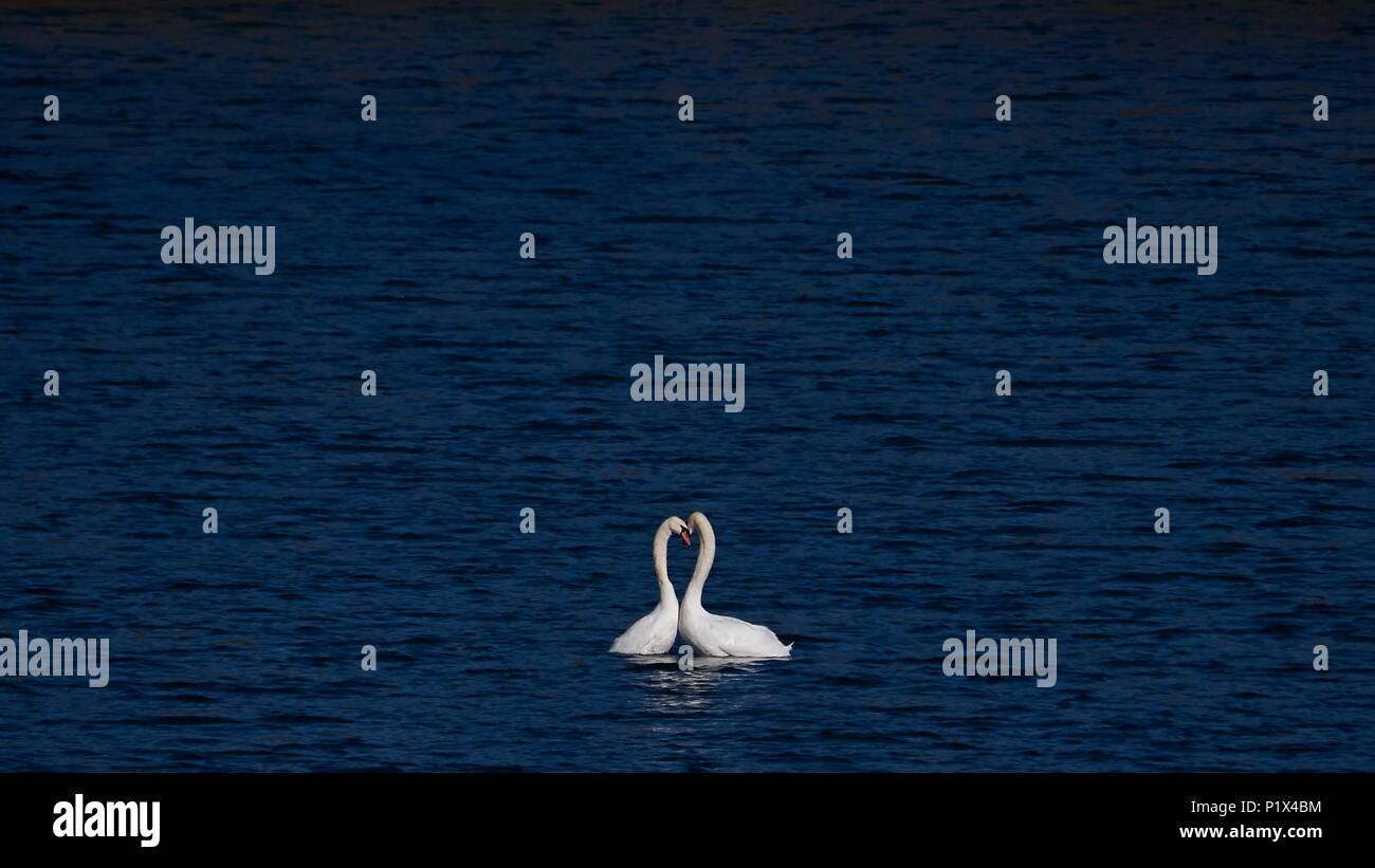Cigni, Cygnus olor, corteggiamento, England, Regno Unito Foto Stock