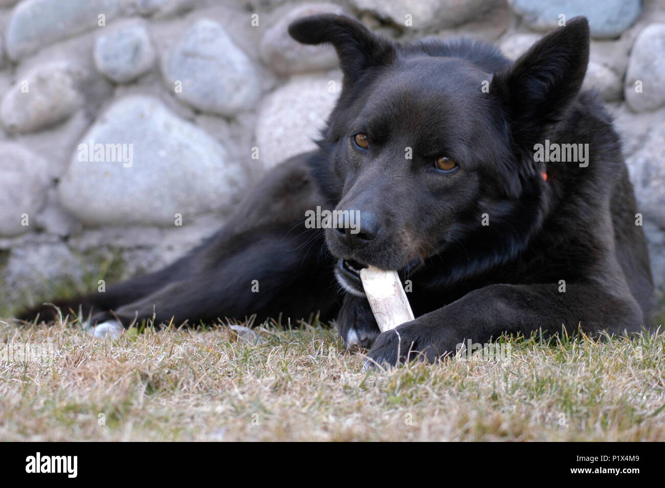 Cane nero rode l'osso Foto Stock