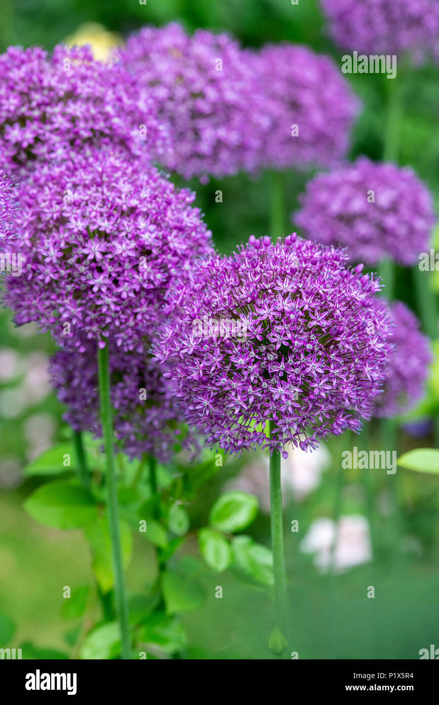 Allium "ambasciatore". Cipolle ornamentali Foto Stock